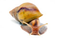Lissachatina fulica hamillei rodatzi juvenil